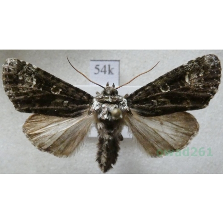 Craniophora ligustri (Denis & Schiffermüller, 1775) France54k